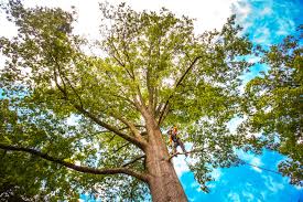 Leaf Removal in Breckenridge, CO