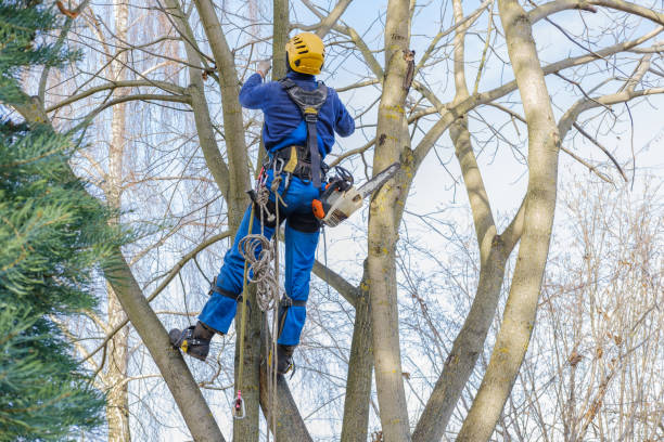 How Our Tree Care Process Works  in  Breckenridge, CO